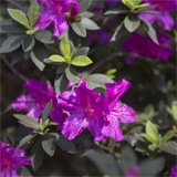 Clique na foto para ampliar