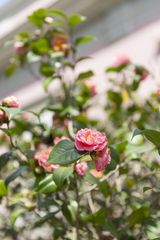 Clique na foto para ampliar