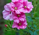 Clique na foto para ampliar