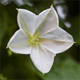 Clique na foto para ampliar