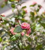 Clique na foto para ampliar