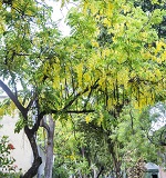 Clique na foto para ampliar