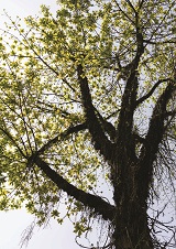 Clique na foto para ampliar